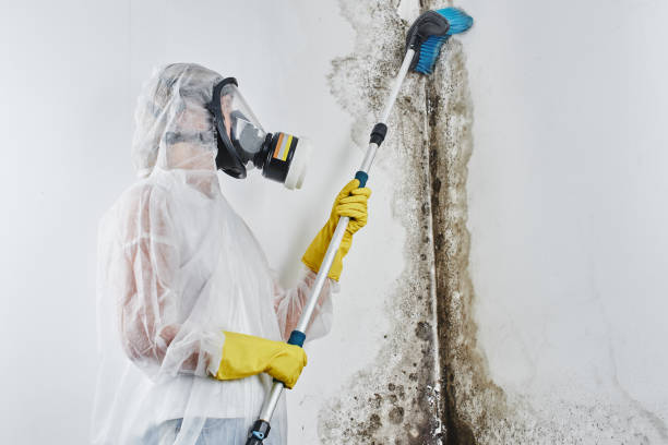 Best Office Mold Removal Services  in Tower Lakes, IL
