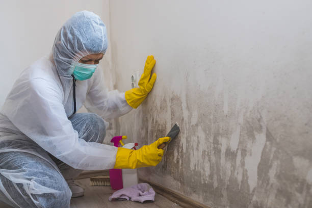 Best Crawl Space Mold Removal  in Tower Lakes, IL