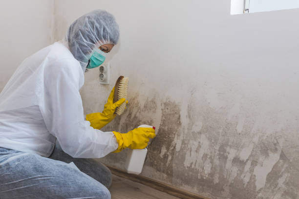 Mold Testing and Removal in Tower Lakes, IL