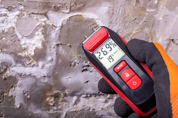 Best Black Mold Removal  in Tower Lakes, IL