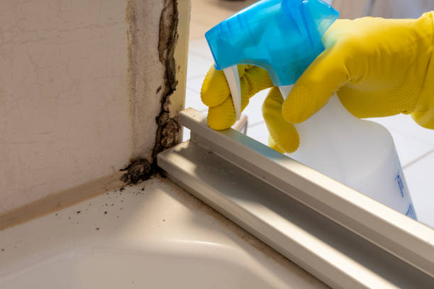 Best Attic Mold Removal  in Tower Lakes, IL