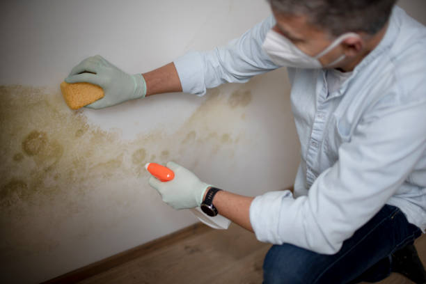 Best Mold Cleaning Services  in Tower Lakes, IL