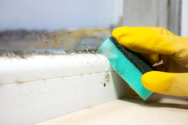 Best Mold Removal Near Me  in Tower Lakes, IL