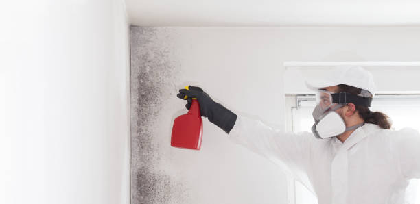 Best Best Mold Removal Companies  in Tower Lakes, IL