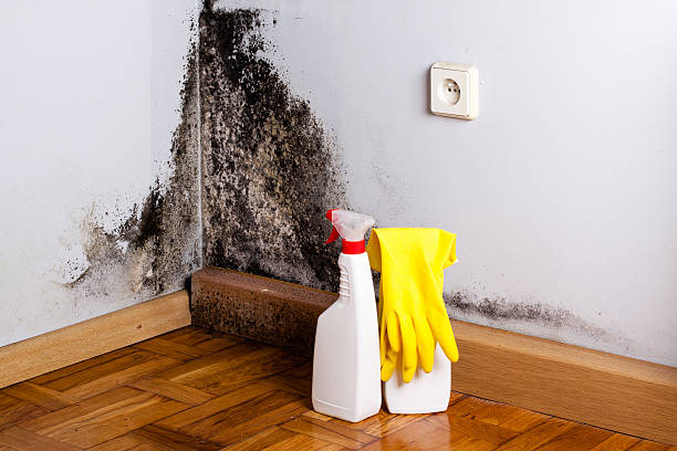 Best Certified Mold Removal  in Tower Lakes, IL