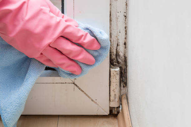 Best Local Mold Removal Service  in Tower Lakes, IL