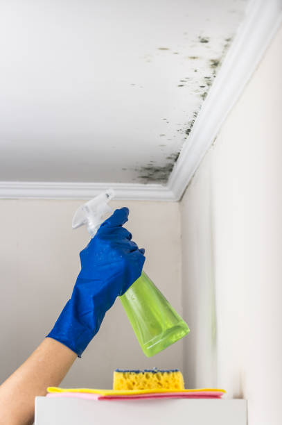 Best Mold Cleaning Services  in Tower Lakes, IL